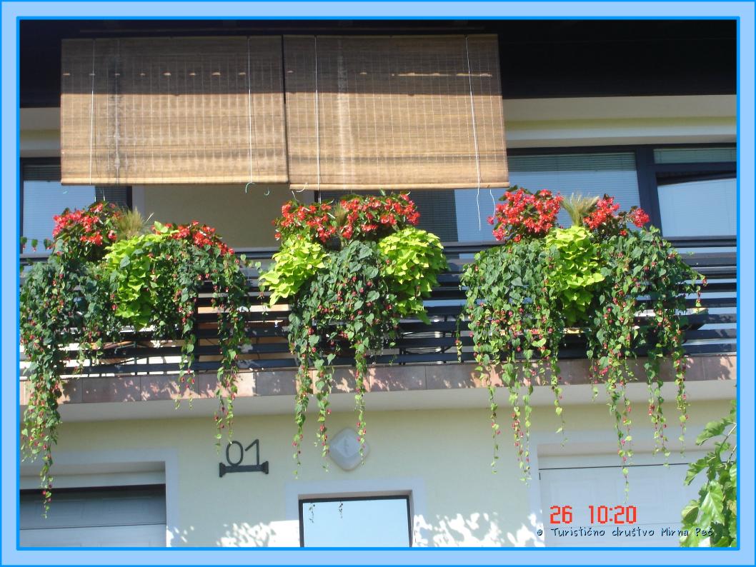 Cveto?e rastline na balkonu Mik?evih (foto: oc. komisija)